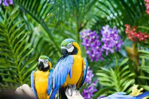 巴厘岛鸟园-各种鸟儿的生息地